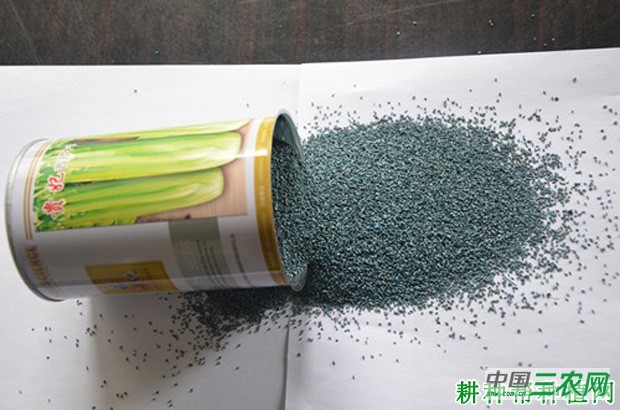 芹菜种子如何播种？