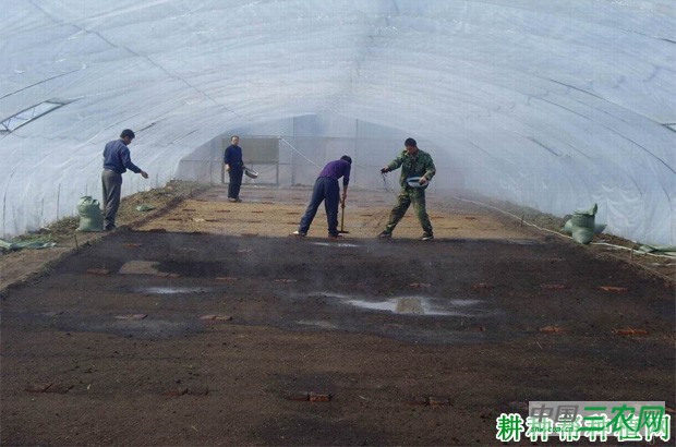 芹菜种子如何播种？