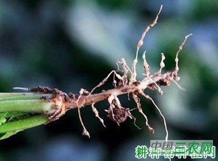 菠菜根结线虫病如何防治？