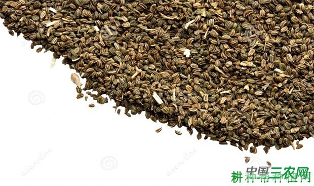 芹菜种子如何处理? 芹菜种子如何处理?