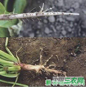 菠菜根结线虫病如何防治？