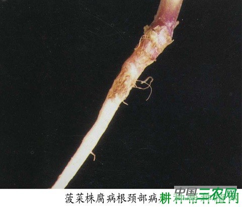 菠菜株腐病如何防治? 菠菜株腐病如何防治?
