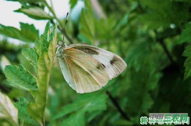 甘蓝如何防治菜青虫? 甘蓝如何防治菜青虫?
