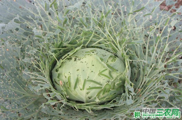甘蓝如何防治菜青虫? 甘蓝如何防治菜青虫?