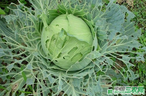 甘蓝如何防治菜青虫? 甘蓝如何防治菜青虫?