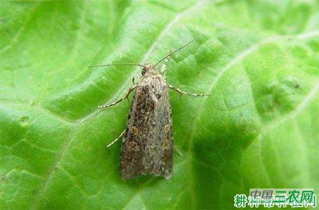 如何防治甘蓝夜蛾? 如何防治甘蓝夜蛾?