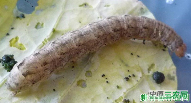 如何防治甘蓝夜蛾? 如何防治甘蓝夜蛾?