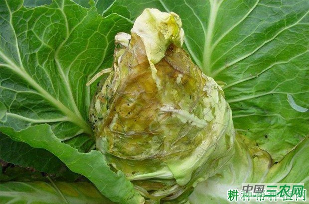 甘蓝软腐病如何防治？