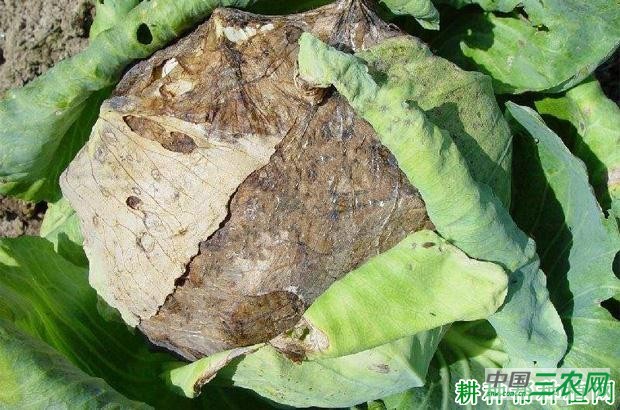 甘蓝软腐病如何防治？