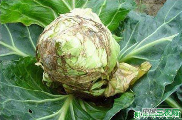 甘蓝软腐病如何防治？