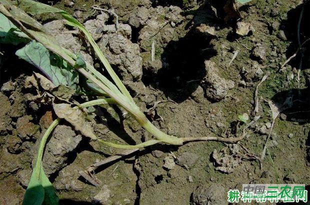 甘蓝猝倒病如何防治? 甘蓝猝倒病如何防治?