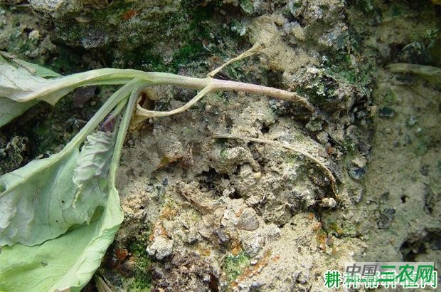 甘蓝猝倒病如何防治? 甘蓝猝倒病如何防治?