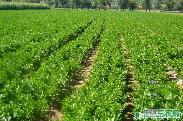 芹菜在几月份种植? 芹菜在几月份种植?