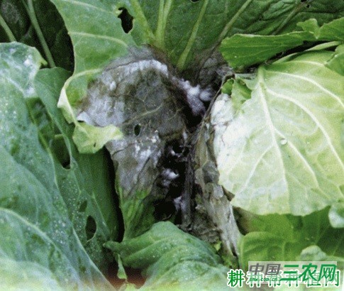 甘蓝菌核病如何防治? 甘蓝菌核病如何防治?