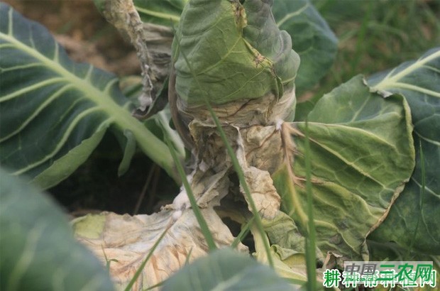 甘蓝菌核病如何防治? 甘蓝菌核病如何防治?