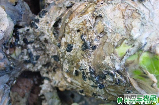 甘蓝菌核病如何防治? 甘蓝菌核病如何防治?