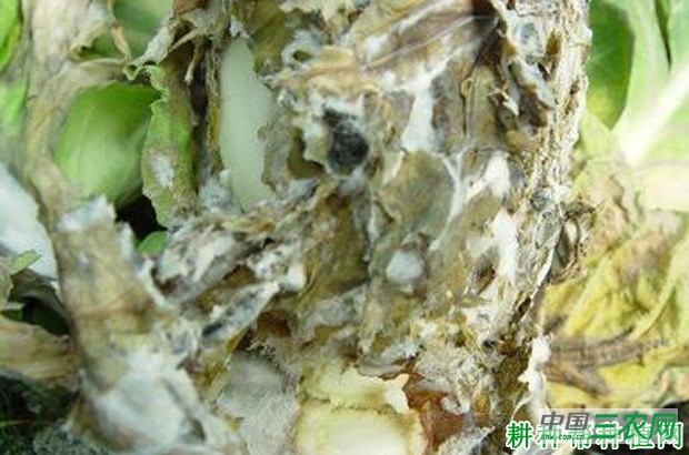 甘蓝菌核病如何防治? 甘蓝菌核病如何防治?