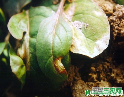 菠菜炭疽病如何防治？