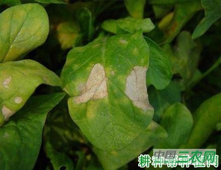 菠菜炭疽病如何防治？