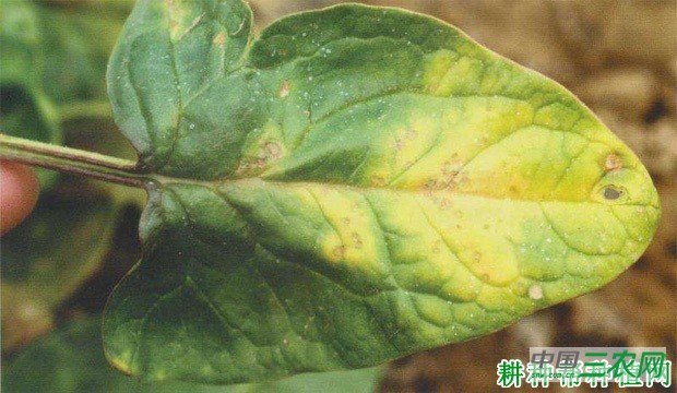 菠菜炭疽病如何防治？