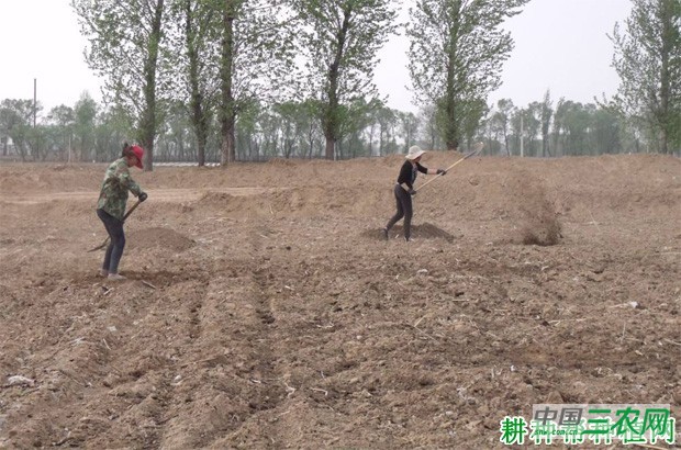 芹菜苗如何移栽定植? 芹菜苗如何移栽定植?