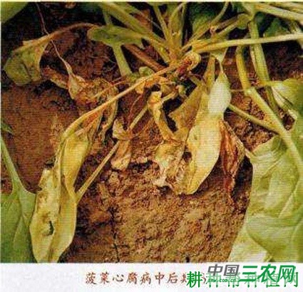 菠菜心腐病如何防治? 菠菜心腐病如何防治?