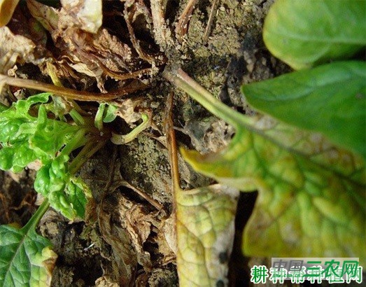 菠菜心腐病如何防治? 菠菜心腐病如何防治?