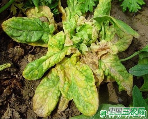菠菜心腐病如何防治? 菠菜心腐病如何防治?
