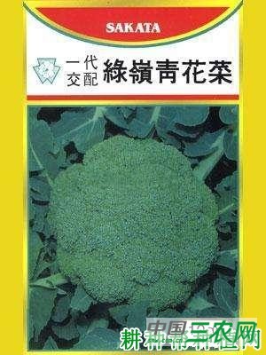 绿岭西兰花（青花菜）品种好不好？