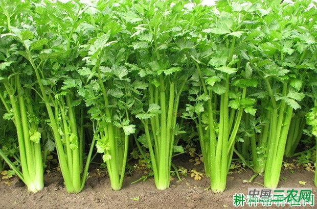 种植芹菜怎样施肥? 种植芹菜怎样施肥?