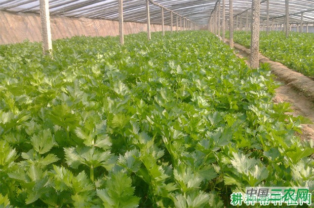 种植芹菜怎样施肥? 种植芹菜怎样施肥?