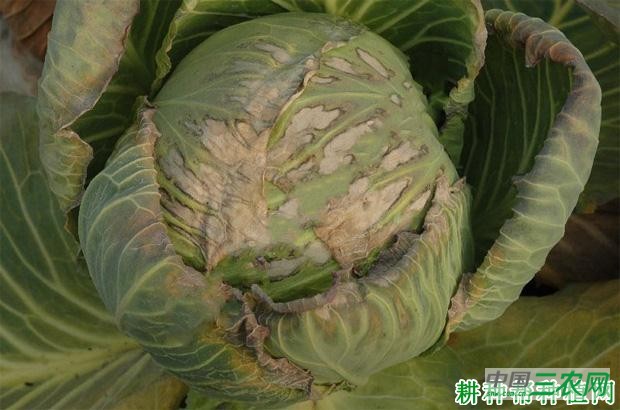 甘蓝黑胫病如何防治? 甘蓝黑胫病如何防治?