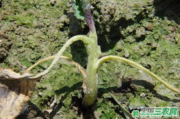 甘蓝黑胫病如何防治? 甘蓝黑胫病如何防治?