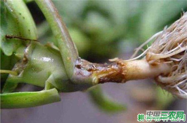 甘蓝黑胫病如何防治? 甘蓝黑胫病如何防治?