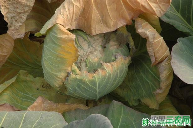 甘蓝黑胫病如何防治? 甘蓝黑胫病如何防治?