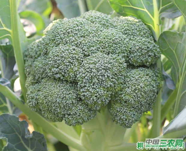 中青1号西兰花(青花菜)品种好不好? 中青1号西兰花(青花菜)品种好不好?