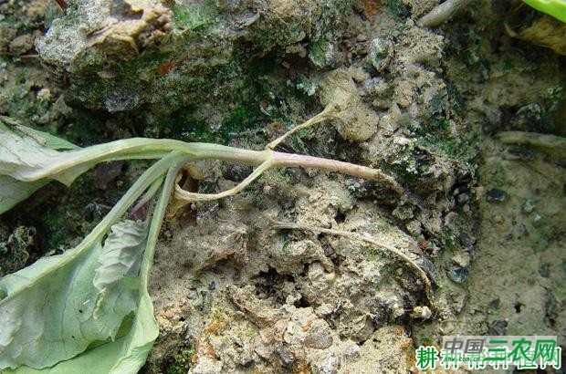 菠菜猝倒病如何防治? 菠菜猝倒病如何防治?