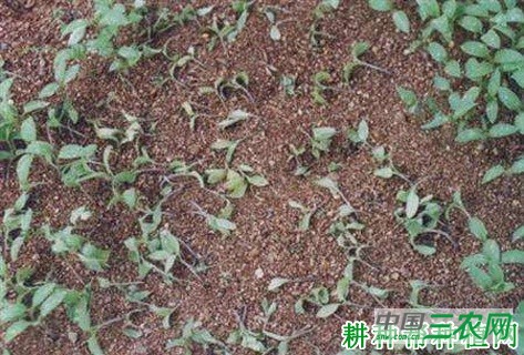 菠菜猝倒病如何防治? 菠菜猝倒病如何防治?