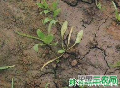 菠菜猝倒病如何防治? 菠菜猝倒病如何防治?