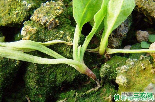 菠菜猝倒病如何防治? 菠菜猝倒病如何防治?