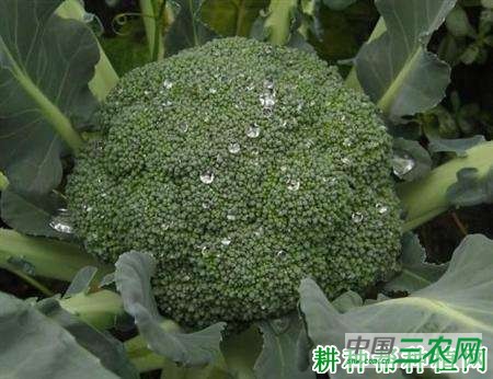 东京绿西兰花（青花菜）品种好不好？