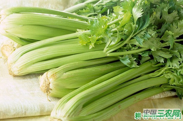 秋芹菜如何种植？