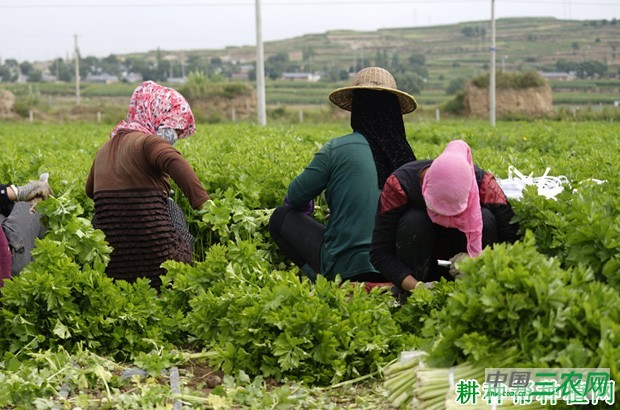 秋芹菜如何种植？