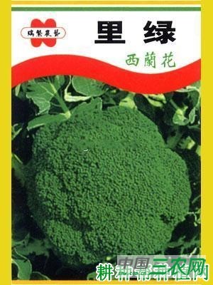 里绿西兰花(青花菜)品种好不好? 里绿西兰花(青花菜)品种好不好?