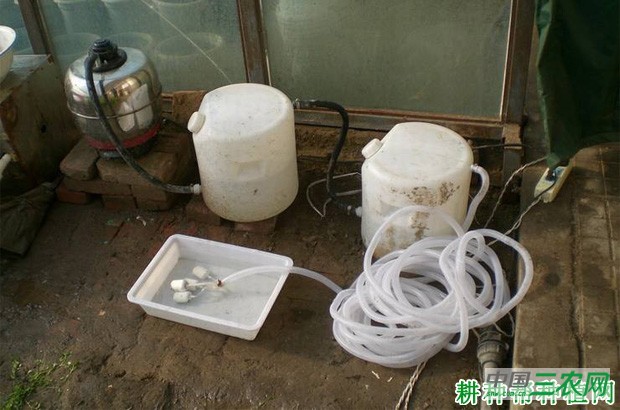 大棚种植芹菜为什么要施二氧化碳气肥? 大棚种植芹菜为什么要施二氧化碳气肥?