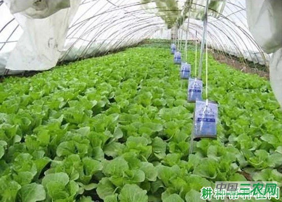 大棚种植芹菜为什么要施二氧化碳气肥? 大棚种植芹菜为什么要施二氧化碳气肥?