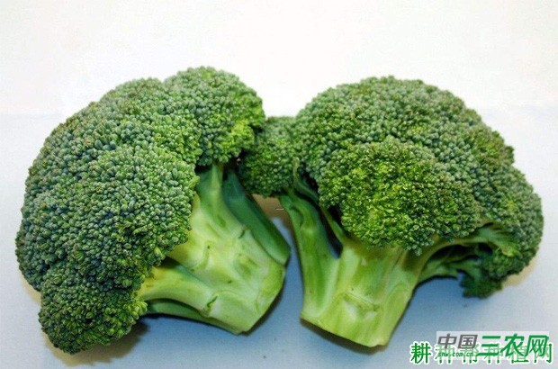 浙青95西兰花品种好不好? 浙青95西兰花品种好不好?