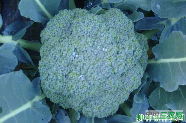 浙青95西兰花品种好不好? 浙青95西兰花品种好不好?