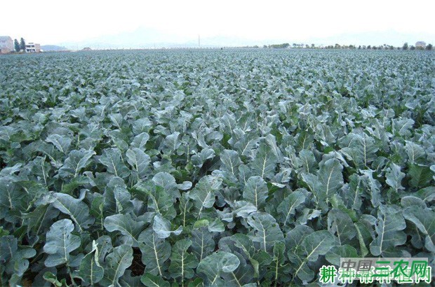 台绿2号西兰花品种好不好? 台绿2号西兰花品种好不好?