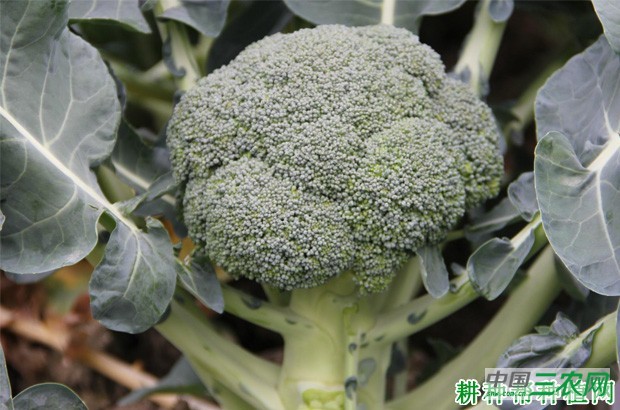 台绿2号西兰花品种好不好? 台绿2号西兰花品种好不好?